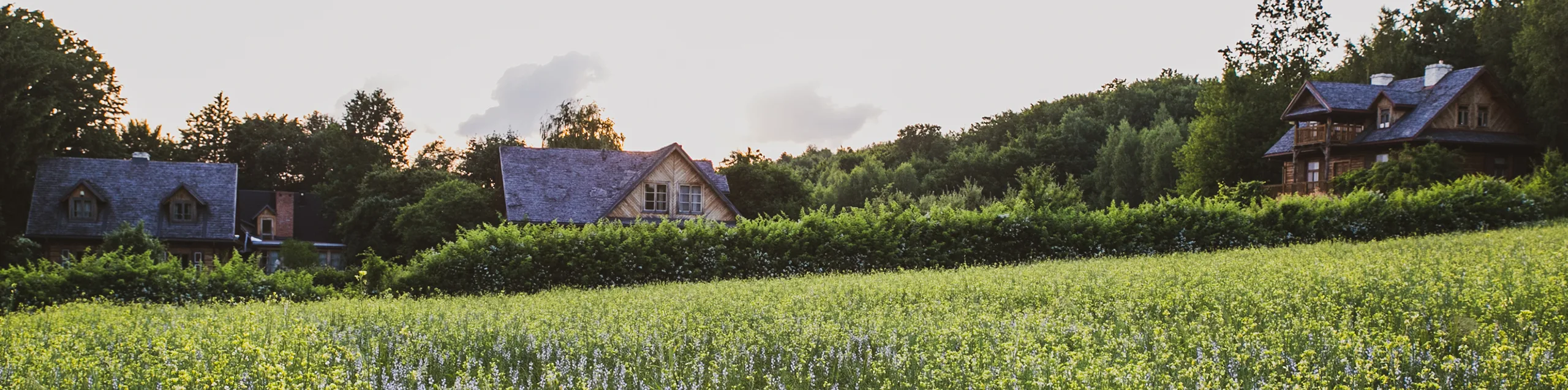 Joga Siodmy Las panorama